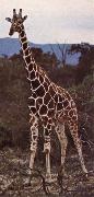 Livsrummet had shrank ago giraffe pa its hemkontinent unknow artist